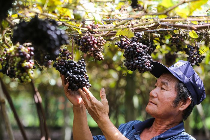 Hãy đến vườn nho rừng Tây Ninh để chiêm ngưỡng những quả nho chín mọng, đầy sức sống