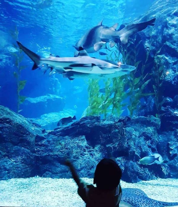 Trải nghiệm Safari World Bangkok để thưởng lãm cảm giác hoang dã 9