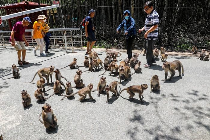 Du lịch Cần Giờ 2 ngày 1 đêm chuyến hành trình tái sinh lực lượng hoàn hảo 10