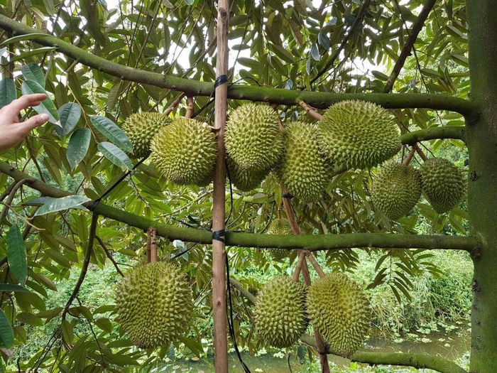 Hãy Ghé Thăm Vườn Trái Cây Vĩnh Kim để Tận Hưởng Mùa Hè Sảng Khoái 4