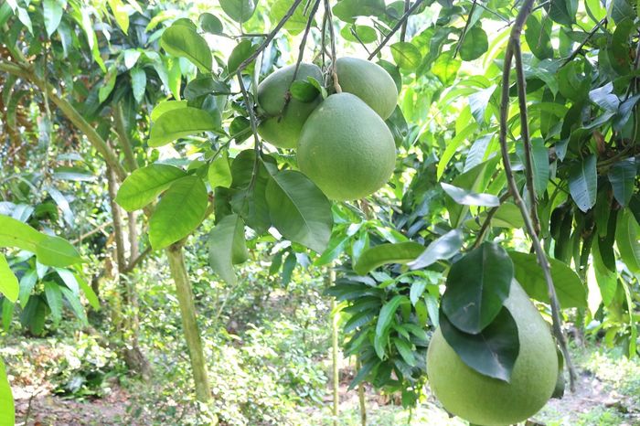 Danh sách những loại trái cây đặc sản từ Cái Bè thơm ngon nổi tiếng 2
