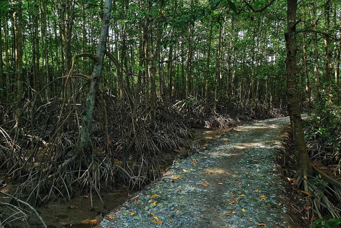 Trải nghiệm di chuyển đến Vũng Tàu bằng phà cao tốc Cần Giờ sẽ thú vị hơn nhiều so với những gì bạn tưởng tượng đấy.