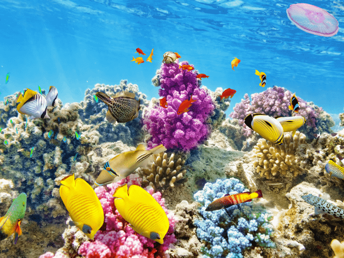 Khám phá kỳ nghỉ lặn san hô tuyệt vời tại Vũng Tàu cùng Mytour.vn