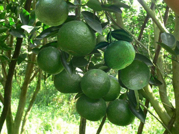 Danh sách các loại trái cây đặc sản từ Cái Bè thơm ngon nổi tiếng 5