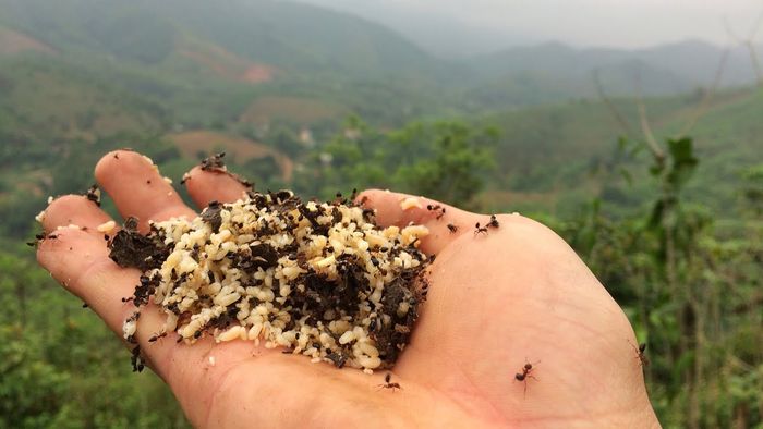Khám phá đặc sản Trứng kiến Yên Bái - Món ngon không thể bỏ lỡ từ vùng Tây Bắc 2