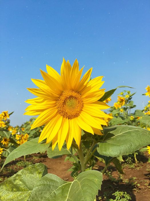 Ơ hay! Một ngày tại Vũng Tàu cũng đủ để trải nghiệm nhiều điều thú vị thế cơ à 15