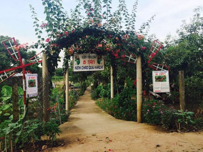 Cù lao An Bình mùa trái chín là điểm đến để check-in siêu xinh.