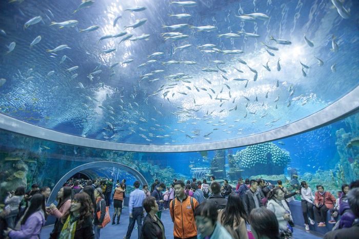 Bảo tàng Hải Dương Học Nha Trang - Một đại dương thu nhỏ giữa trung tâm thành phố 2