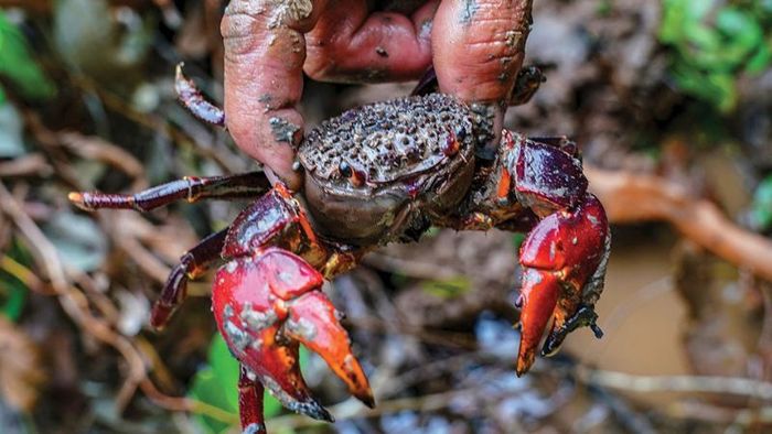 Đặc sản chù ụ: “Cua mặt sầu” nổi tiếng của Trà Vinh