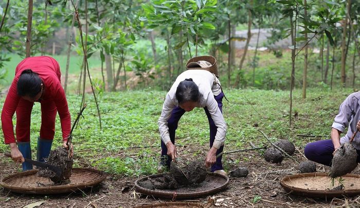 Khám phá đặc sản Trứng kiến Yên Bái - Một món ngon độc đáo từ miền Tây Bắc 3