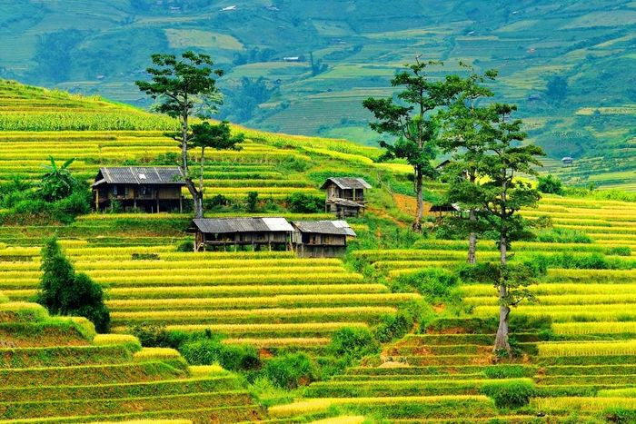 Lịch trình 3 ngày 2 đêm Mù Cang Chải dành cho những người muốn khám phá