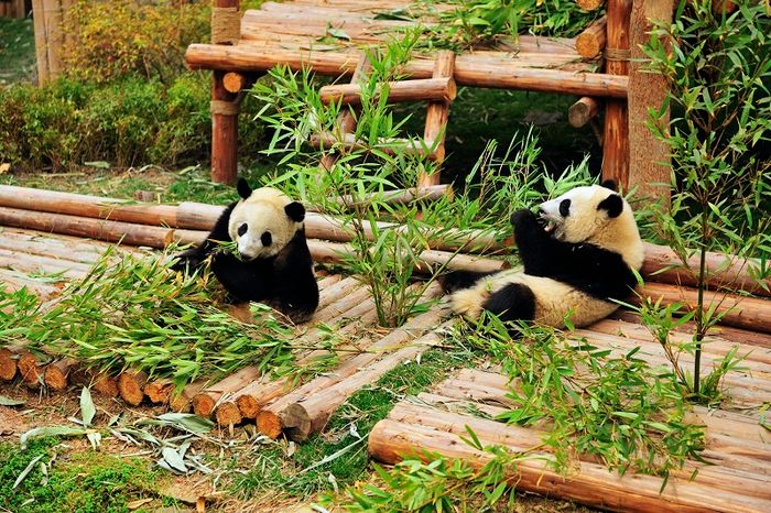 Khám phá vùng đất phong phú của gấu trúc ở Tứ Xuyên 7