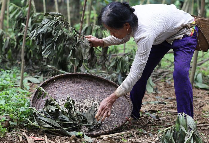 Khám phá đặc sản Trứng kiến Yên Bái - Món ẩm thực đặc sắc từ miền Tây Bắc 4