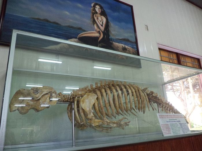 Bảo tàng Hải Dương Học Nha Trang - Đại dương thu nhỏ giữa lòng thành phố 4