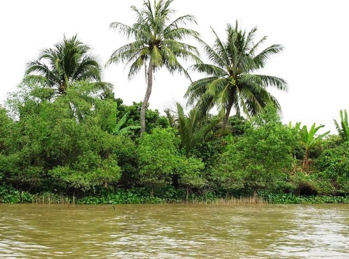 Khám phá những điểm đặc biệt của tứ linh cồn Long Lân Quy Phụng cùng bạn bè