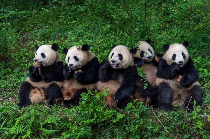 Top 15 danh lam thắng cảnh Trung Quốc có giá trị lâu dài qua các thế hệ 10