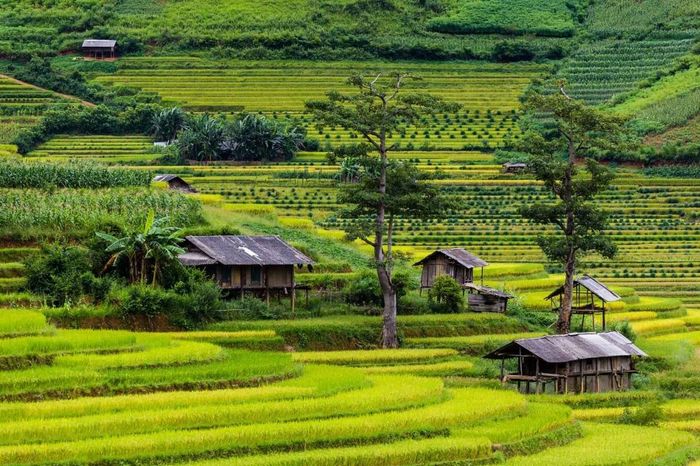 Ngất ngây trước kiệt tác ruộng bậc thang Mù Cang Chải 7