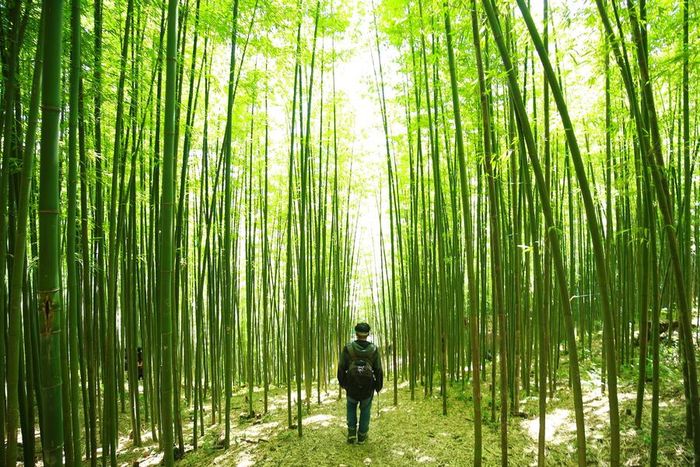 Không gian siêu thực của Rừng trúc Púng Luông giữa vùng núi rừng Yên Bái 2