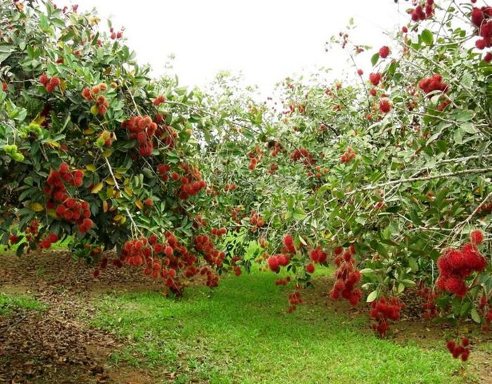 Đừng bỏ lỡ Bí quyết du lịch tự túc Cồn Phụng - Cồn Thới Sơn 7