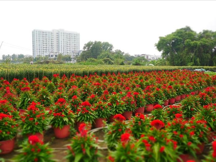 Top 10 chợ hoa Tết Sài Gòn nổi tiếng nhộn nhịp nhất năm 2024