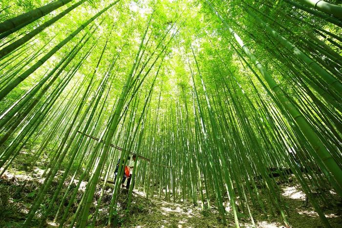 Không gian tuyệt vời của Rừng trúc Púng Luông giữa vùng núi rừng Yên Bái 6