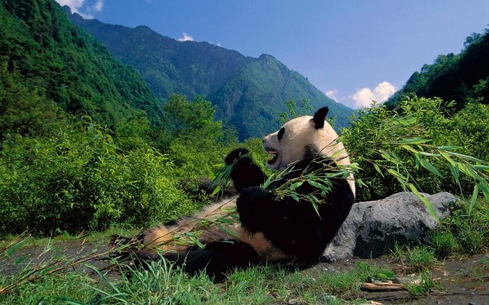 Khám phá vùng đất phong phú của gấu trúc ở Tứ Xuyên 11