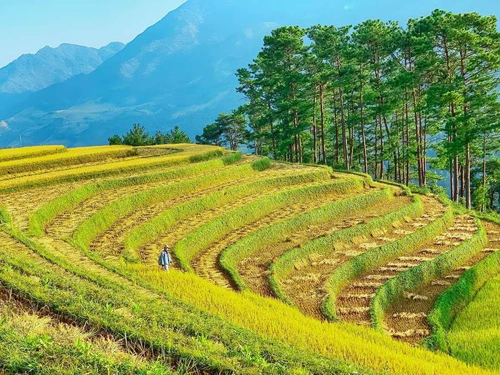 Review Mù Cang Chải - Vẻ đẹp tự nhiên thuần khiết 4