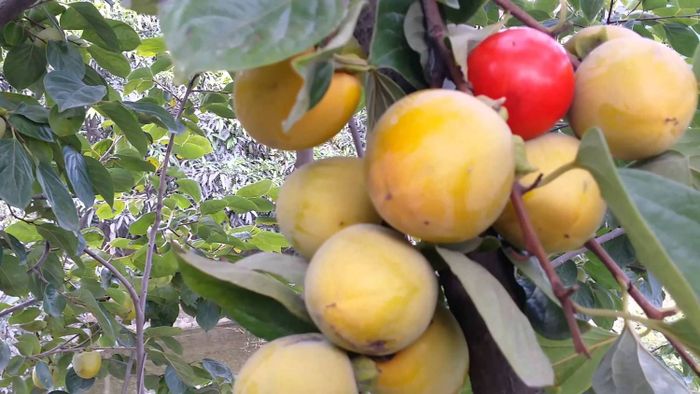 Hãy thử hồng không hạt đặc sản rừng Quản Bạ - Hà Giang
