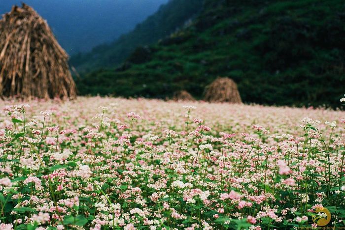 Đến cánh cổng thiên đường Quản Bạ Hà Giang, ngả mình trong không gian thần tiên của thế giới loài người
