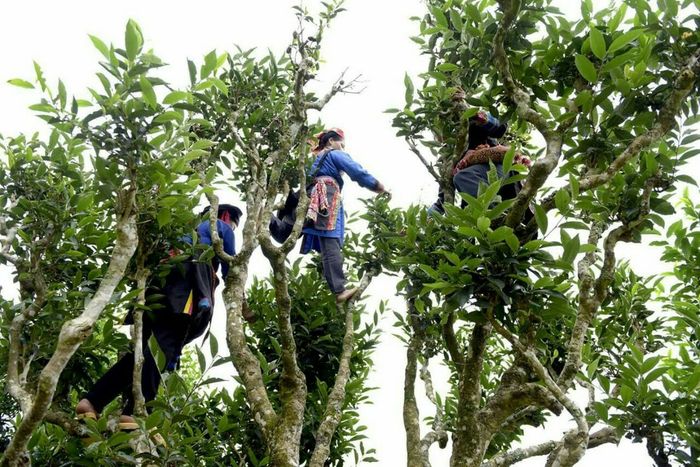 Bí ẩn của Tây Côn Lĩnh – Nơi được mệnh danh là ‘Nóc nhà vùng Đông Bắc’ 4