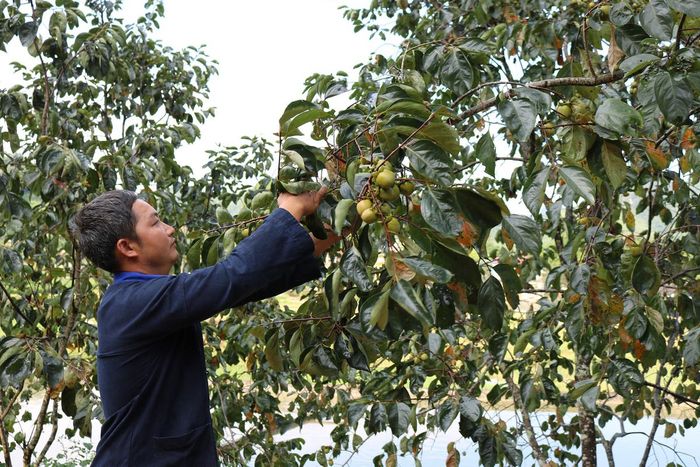 Khám phá đặc sản hồng không hạt Quản Bạ - Hà Giang