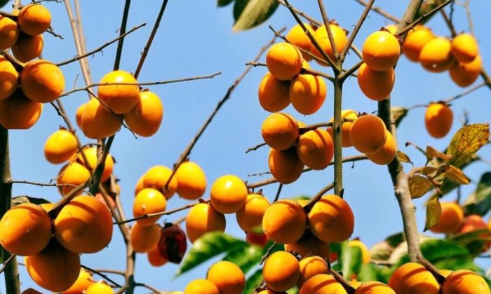 Khám phá hồng không hạt đặc sản Quản Bạ - Hà Giang