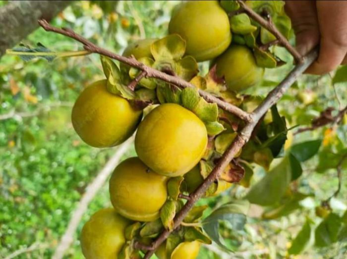 Không thể bỏ qua hồng không hạt đặc sản rừng Quản Bạ - Hà Giang
