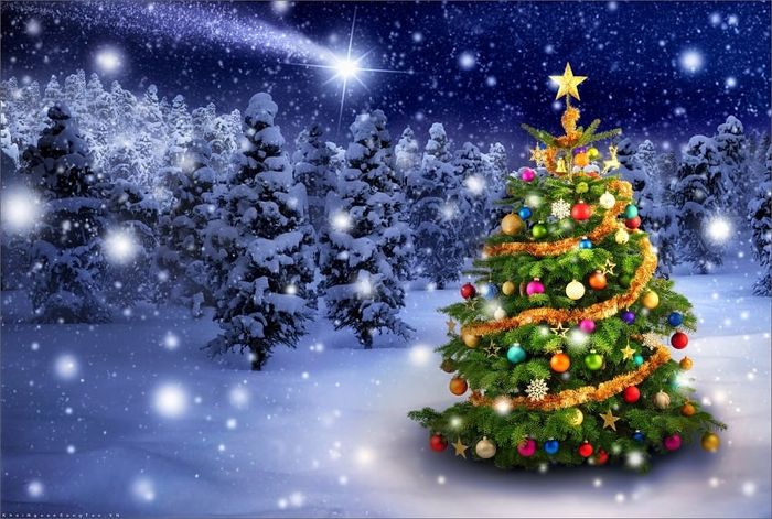 Cây thông Noel là biểu tượng của mùa Giáng sinh