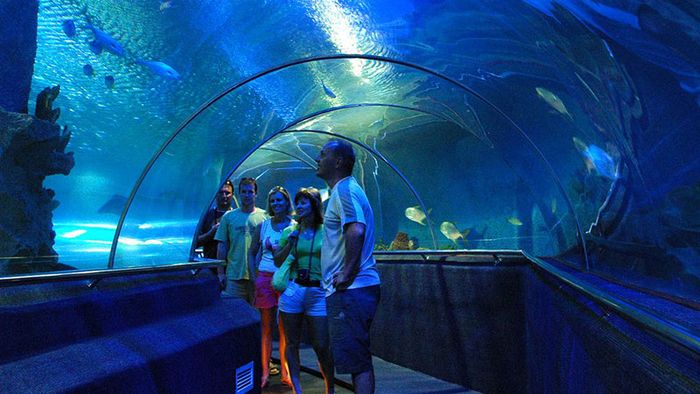 Khám phá Thủy cung Times City, một điểm du lịch nổi tiếng ở Hà Nội