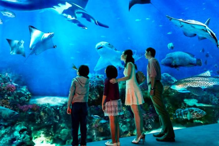 Khám phá Thủy cung Times City, điểm du lịch nổi tiếng ở Hà Nội