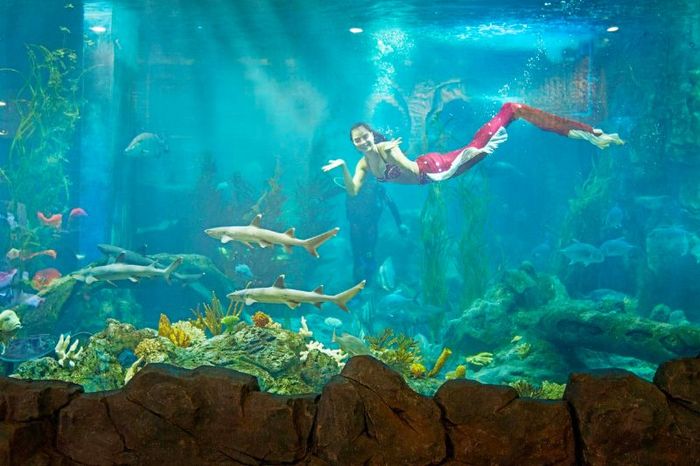 Khám phá Thủy cung Times City, một điểm du lịch đặc sắc ở Hà Nội