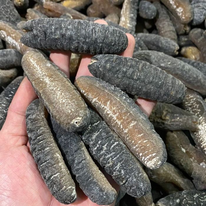 Hải Sâm Hạ Long - Món quà quý từ biển cả Vịnh Thiên Đường 5