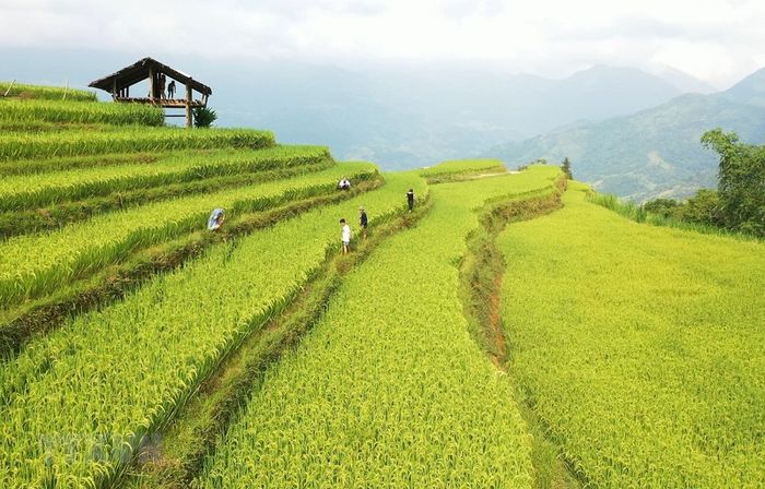 Di sản ruộng bậc thang tại Hoàng Su Phì - Tác phẩm tuyệt vời của đất Hà Giang