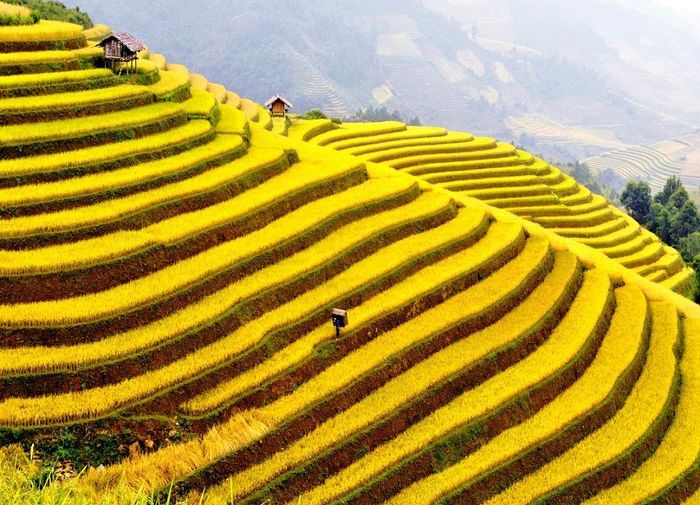 Di sản ruộng bậc thang ở Hoàng Su Phì - Kỳ quan tự nhiên của Hà Giang
