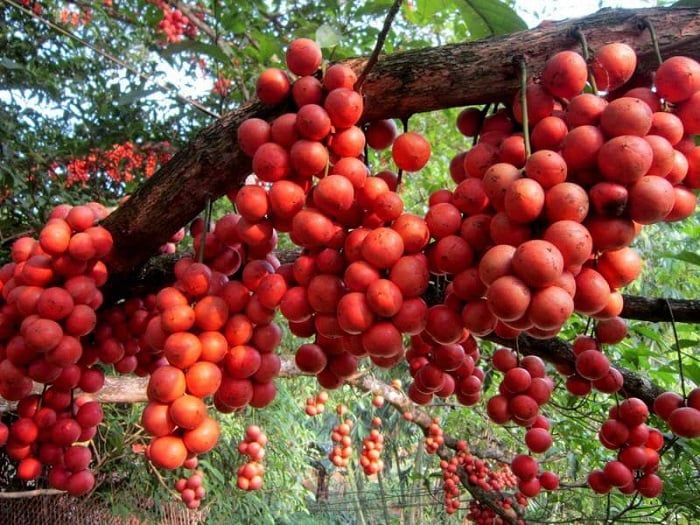 thiền viện Trúc Lâm Bạch Mã Huế