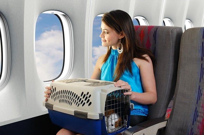 Hướng dẫn vận chuyển thú cưng bằng máy bay 