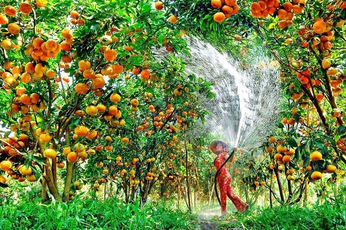 Hướng dẫn du lịch Cần Thơ