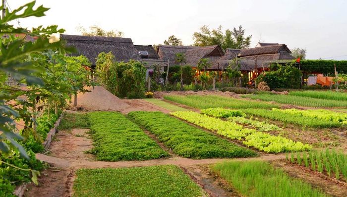 Làng rau Trà Quế Hội An - Từ làng rau độc đáo đến điểm du lịch Quốc tế 2