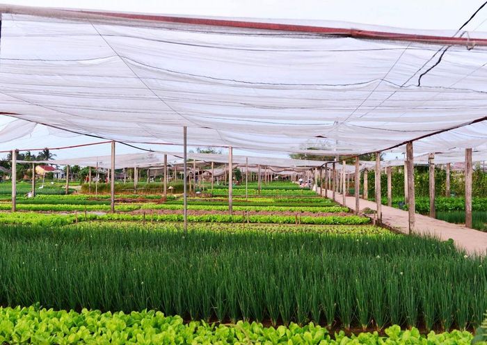 Làng rau Trà Quế Hội An - Từ làng rau độc đáo đến điểm tham quan Quốc tế 5