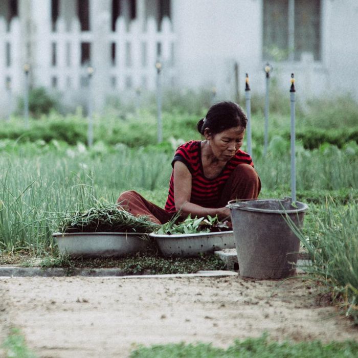 Làng rau Trà Quế Hội An - Từ làng rau đặc biệt đến điểm du lịch quốc tế 7