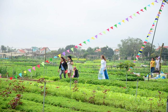 Làng rau Trà Quế Hội An - Từ làng rau đặc biệt đến điểm du lịch quốc tế 16