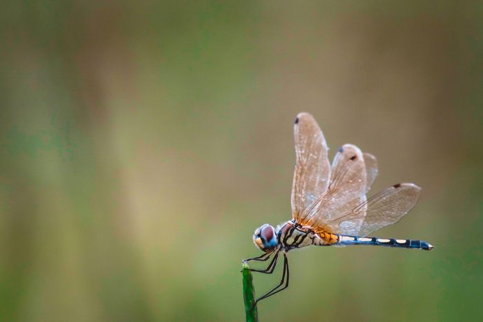Dragonfly Capital ra mắt quỹ đầu tư tiền mã hóa thứ ba trị giá 650 triệu USD