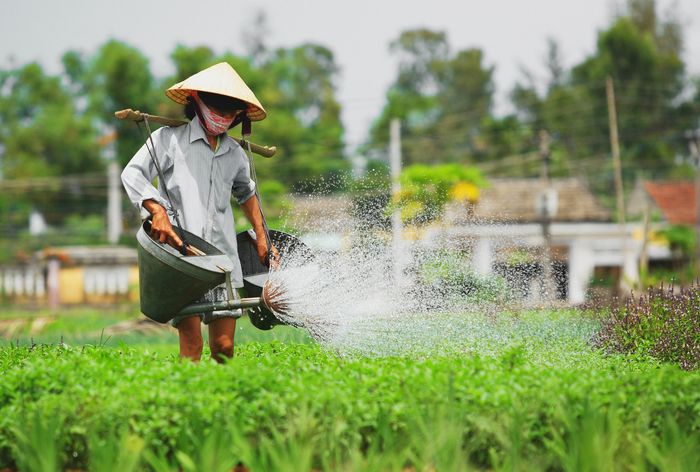 Làng rau Trà Quế Hội An - Từ làng rau đặc biệt đến điểm du lịch quốc tế 6