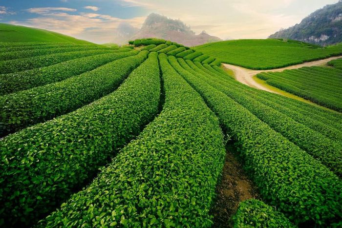 Vẻ đẹp thiên nhiên đặc sắc của Đồi Chè Ô Long Mộc Sương